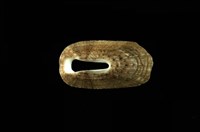 藏品(中華透孔螺)的圖片